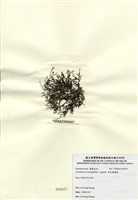 藏品(傘房龍鬚菜)的圖片